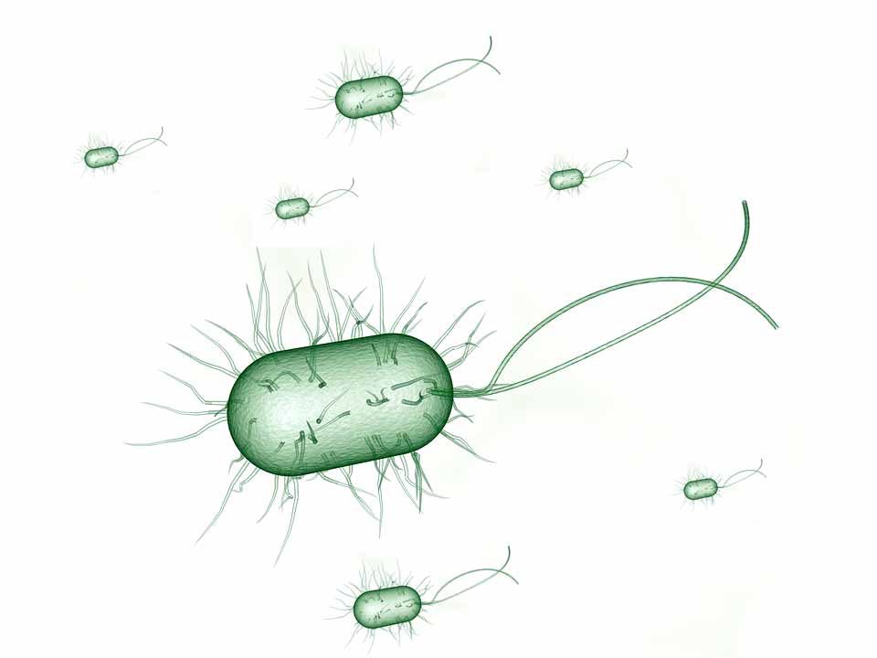 La bacteria Escherichia coli provoca la cistitis.