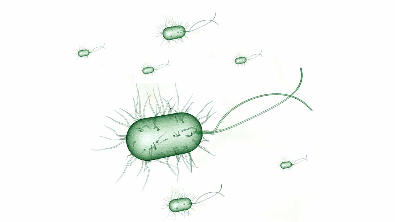 Escherichia coli e pene)